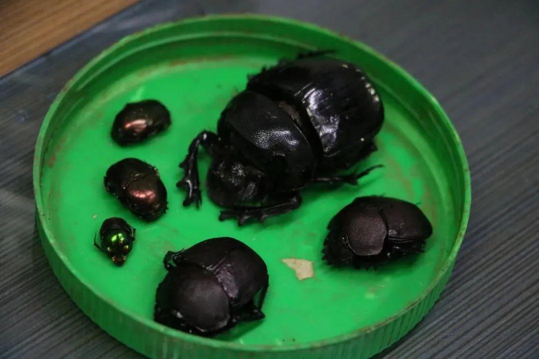 Dung beetles, dung beetles, dung beetles... Jinan Post Office Customs has seized plastic cans containing a large number of beetles, weighing two kilograms!