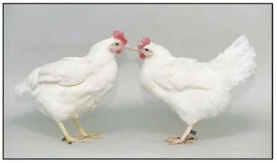 Gene editing enables chickens to gain resistance to avian influenza
