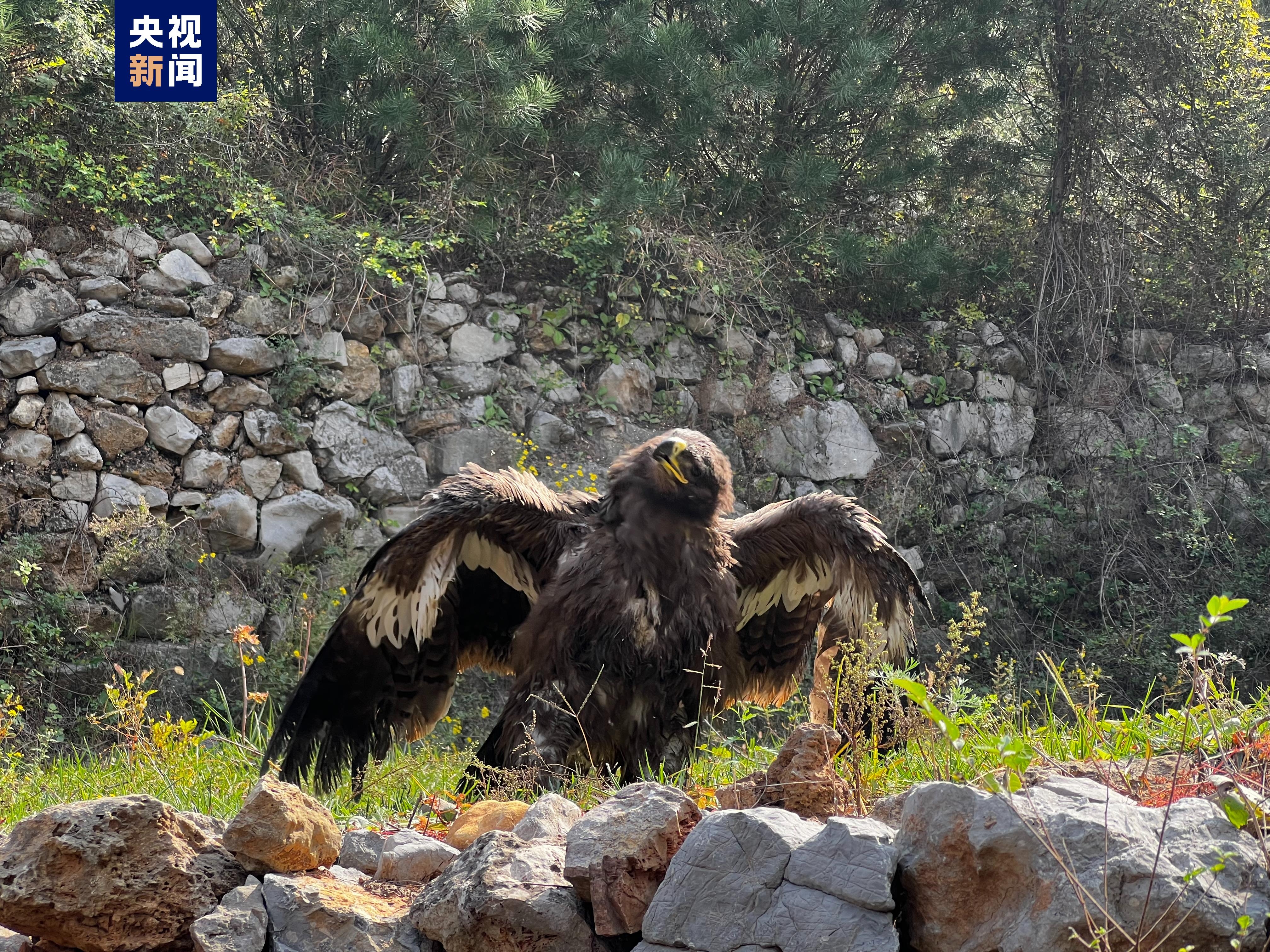 67 rescued rare wild animals are released to nature in Linlv Mountain, Hongqi Canal, Anyang